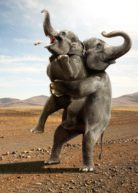 Elephant