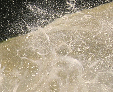 oil paintings photo realistic