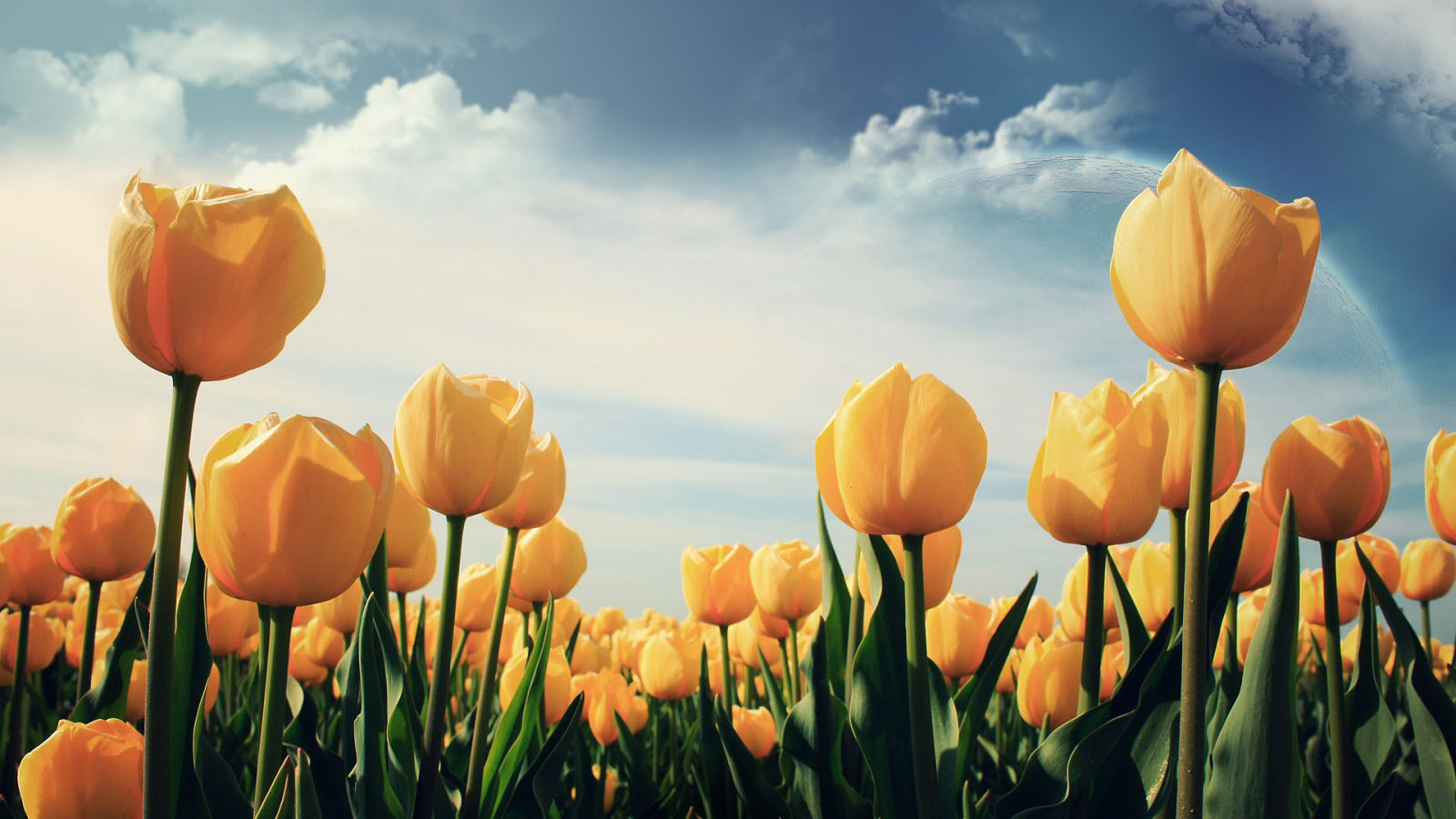 flower wallpaper 1