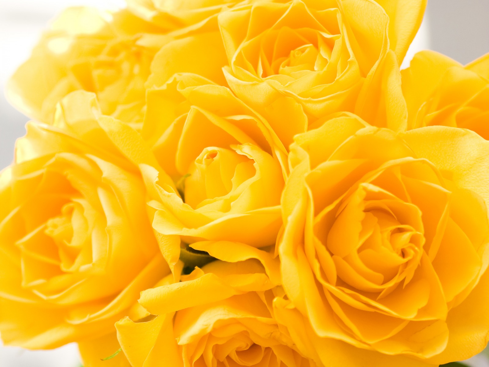 flower wallpaper 14