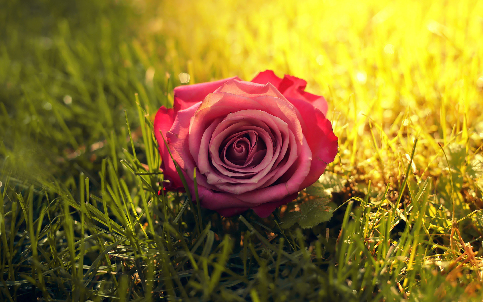 flower wallpaper 16