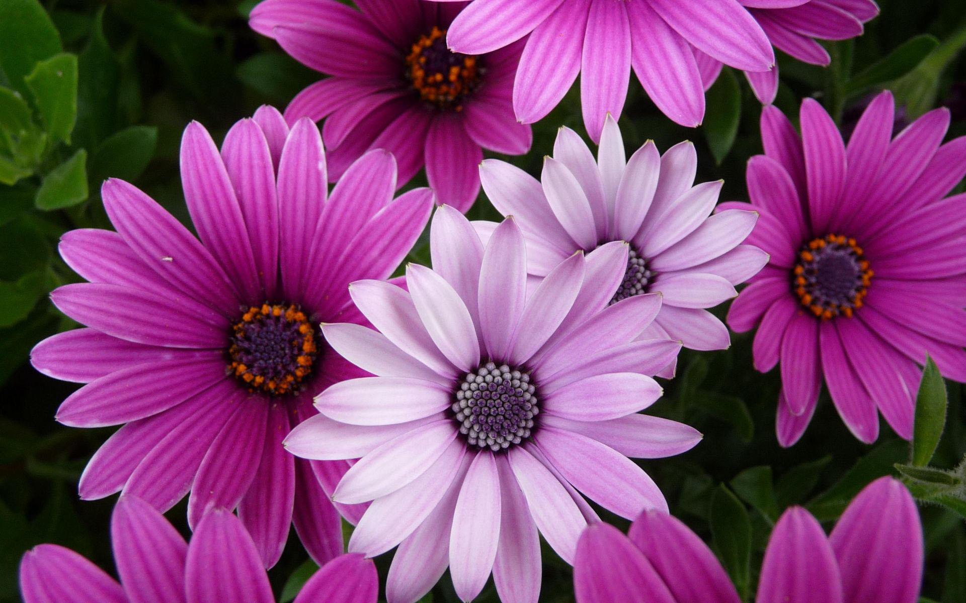 flower wallpaper 17