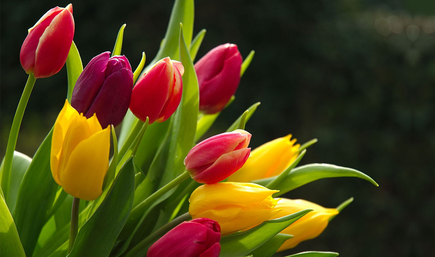 flower wallpaper 2