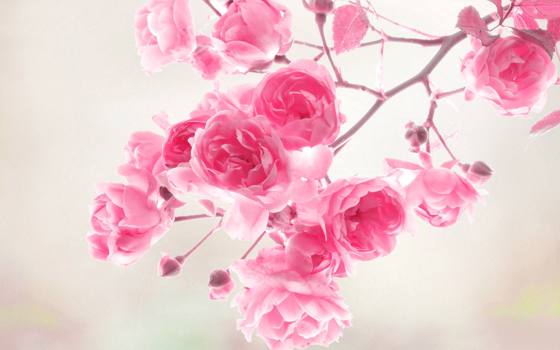flower wallpaper 20
