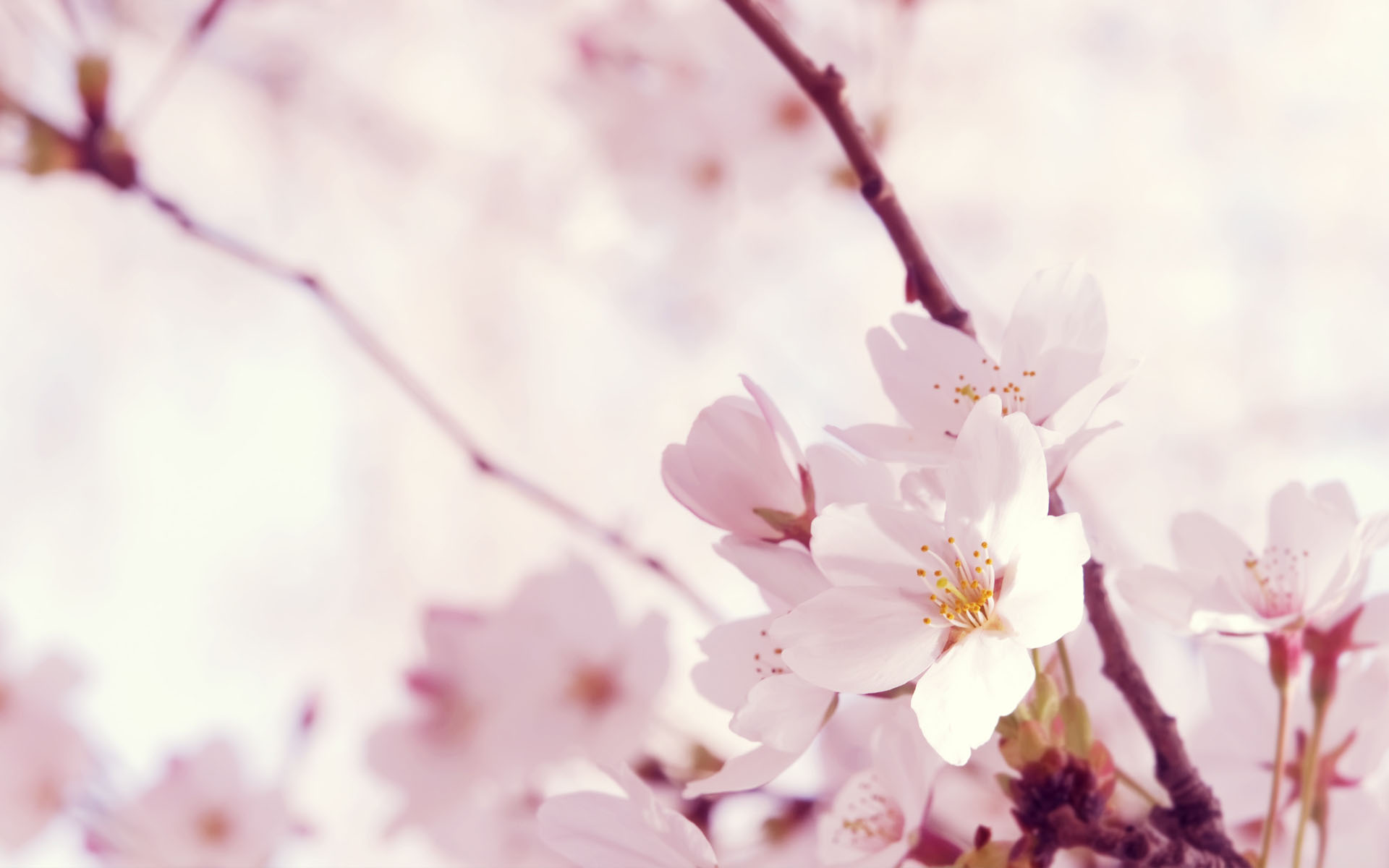 flower wallpaper 23