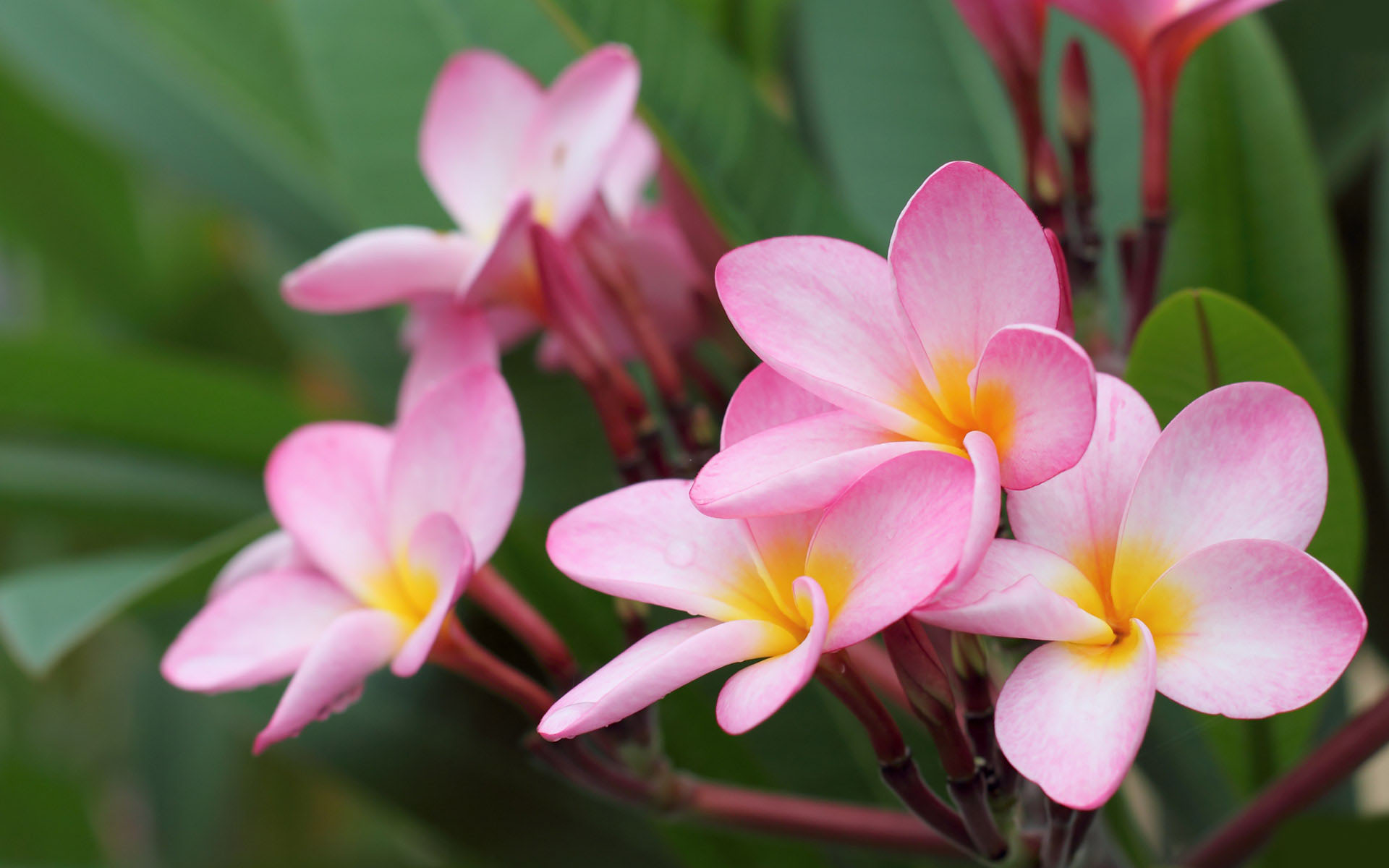 flower wallpaper 24
