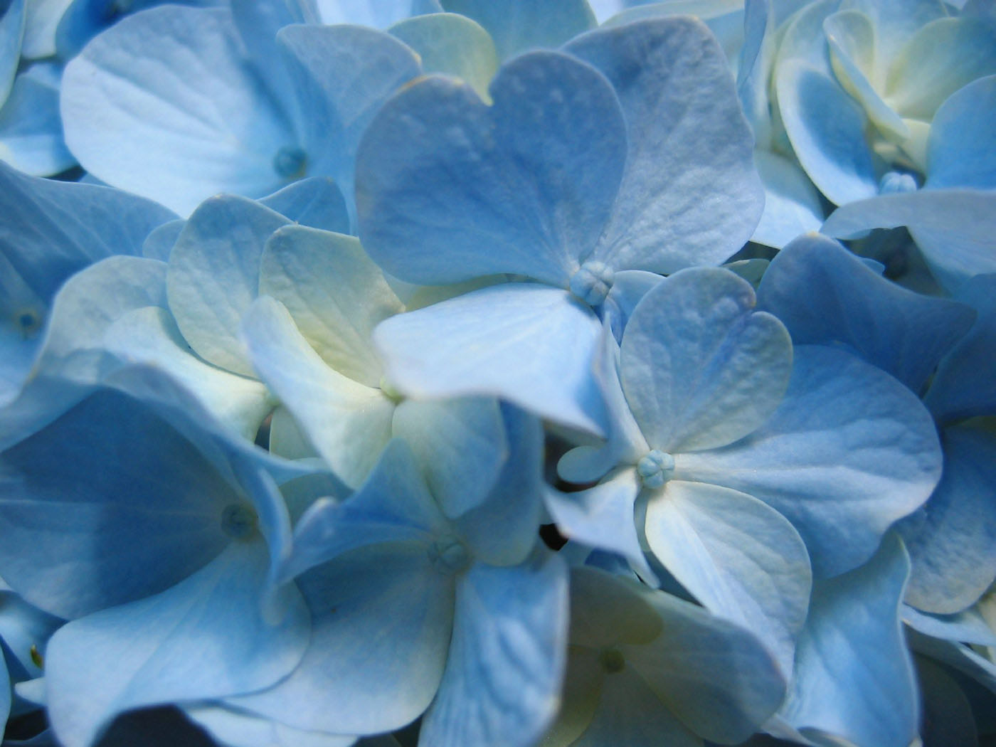 flower wallpaper 29