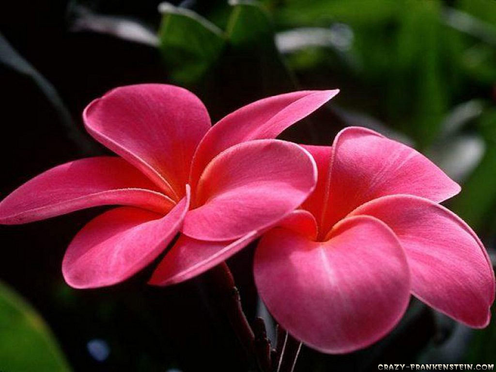 flower wallpaper 3