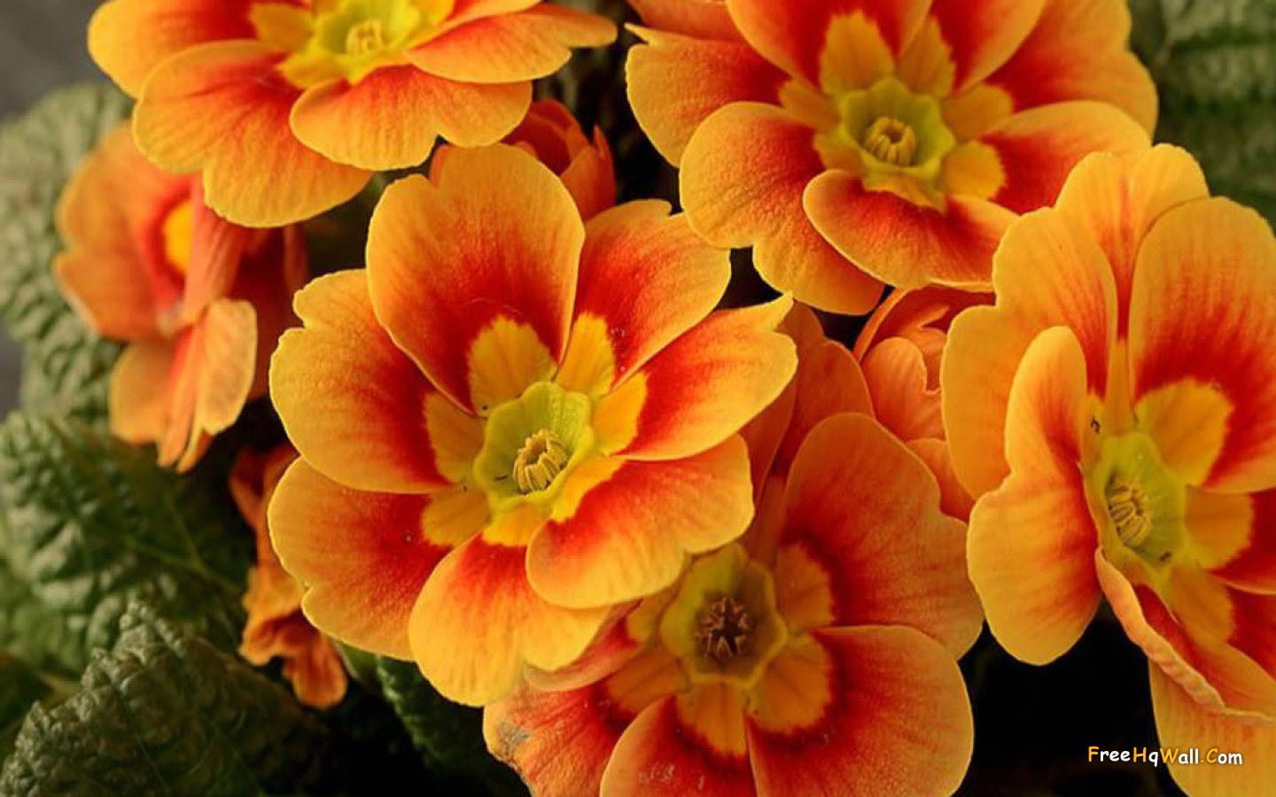flower wallpaper 30