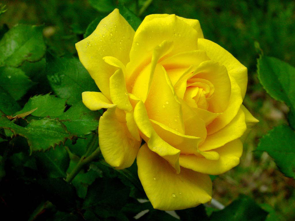 flower wallpaper 31