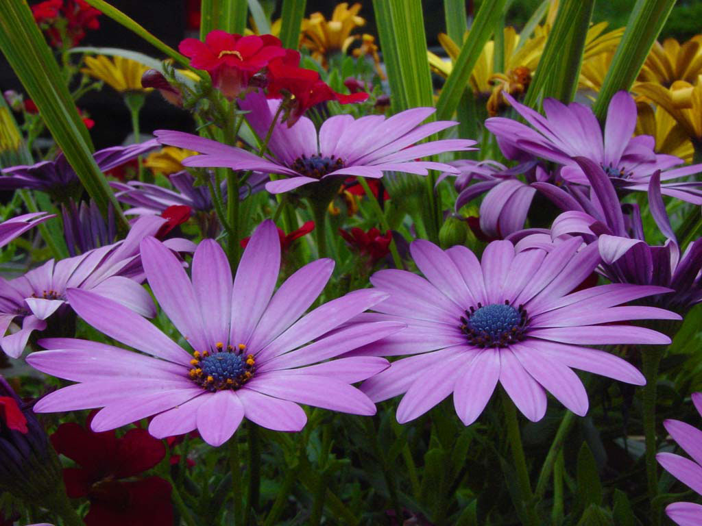flower wallpapers 36