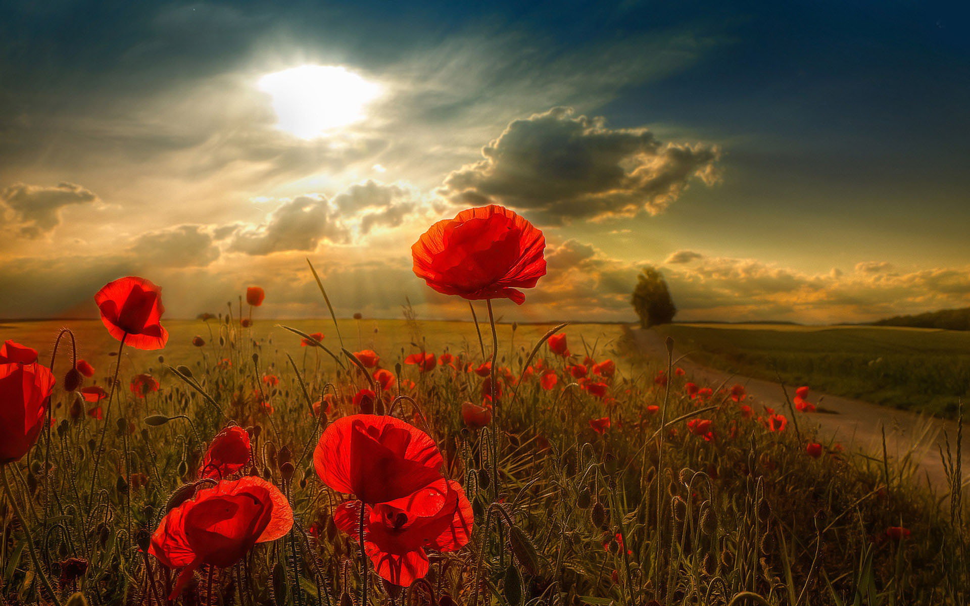 flower wallpapers 38