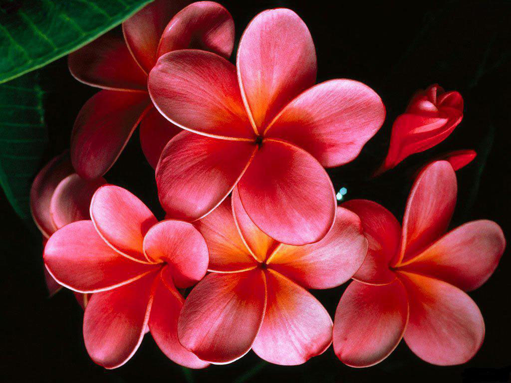 flower wallpaper 5