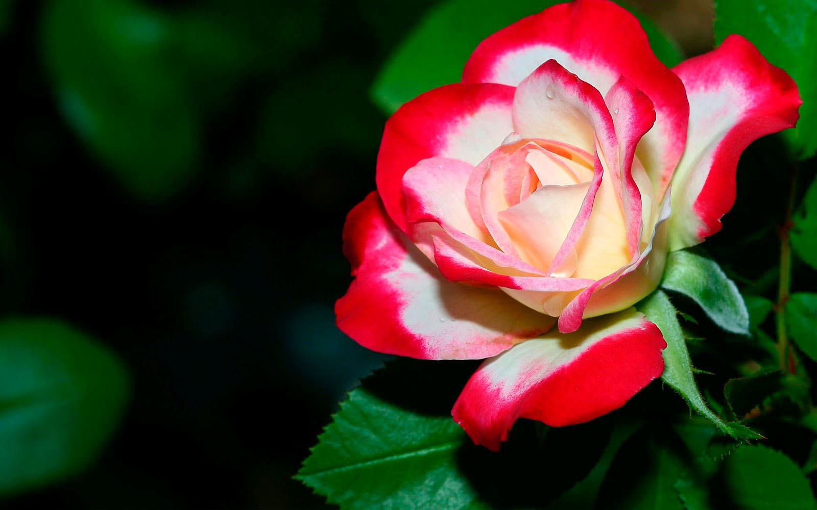 flower wallpaper 7