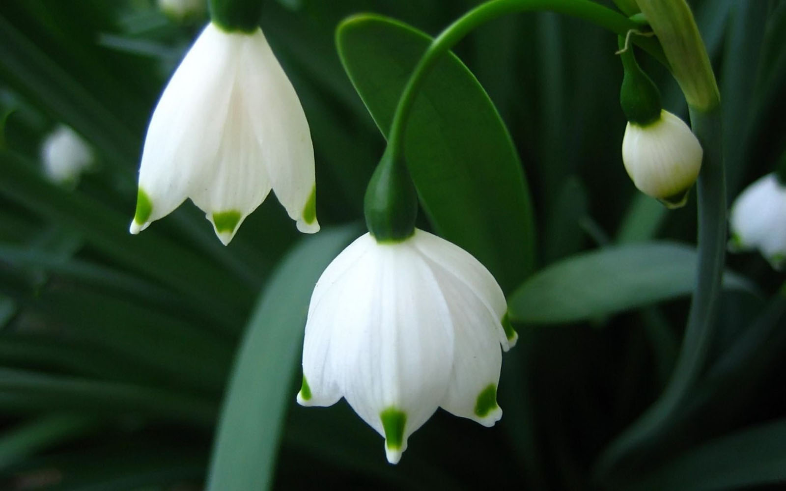 flower wallpaper 8