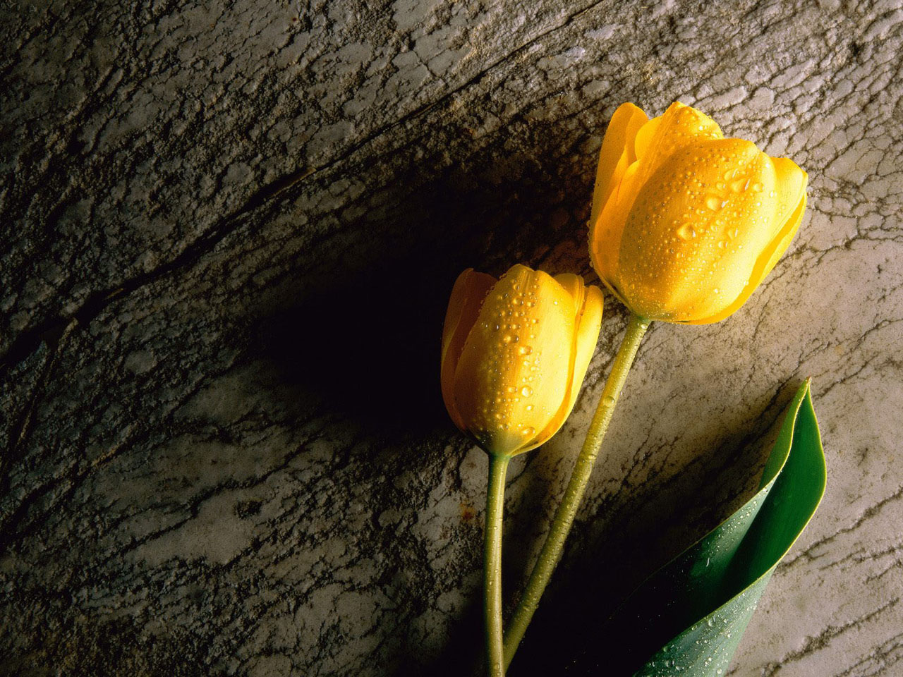 flower wallpaper 9