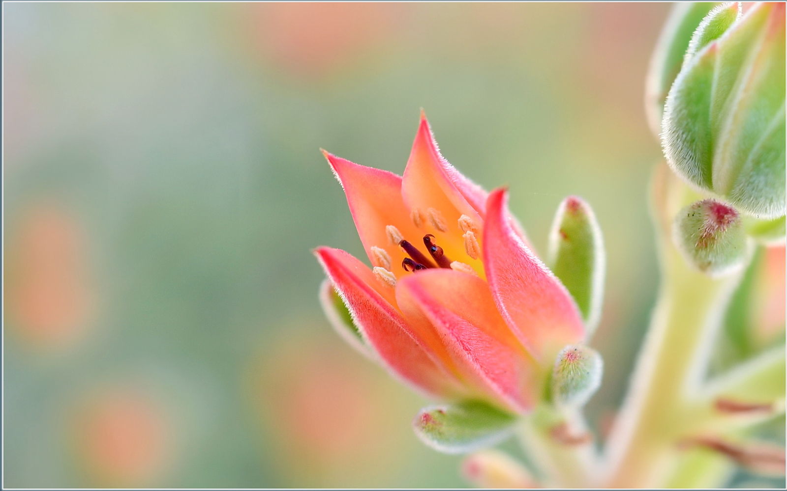 flower wallpaper by tdlucas 3