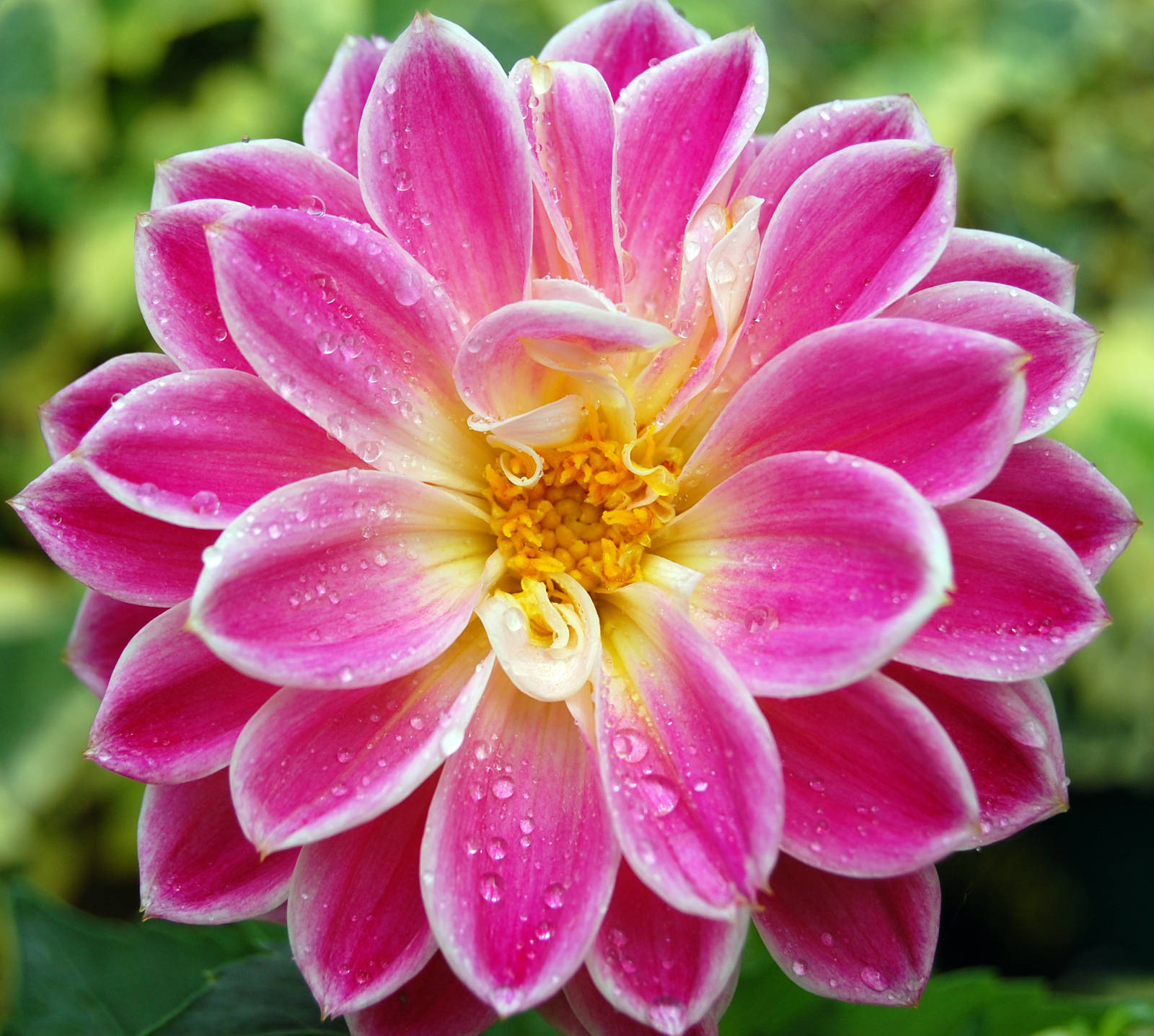 beautiful flower wallpaper hd by saxyman 4