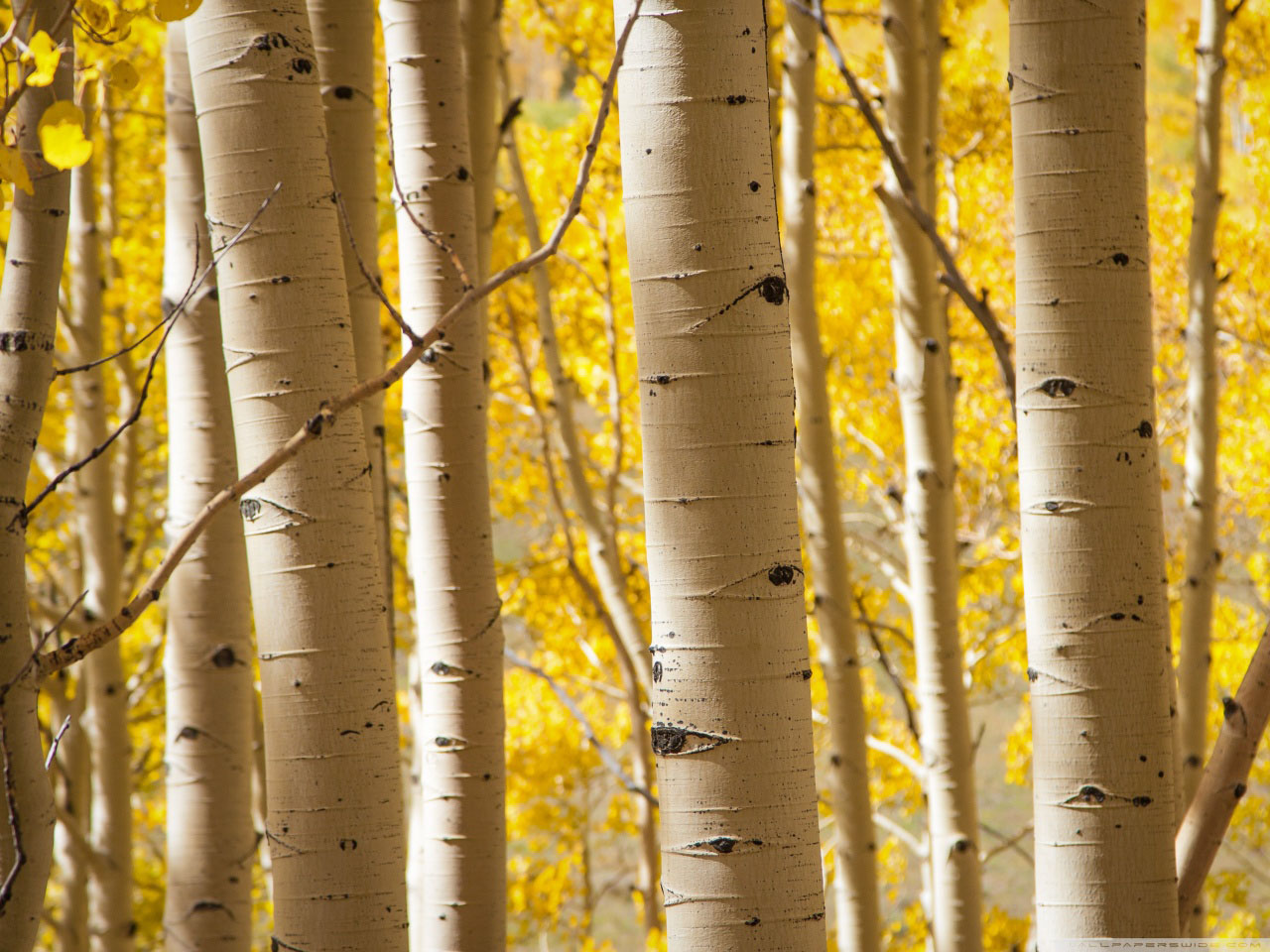 birch trees wallpaper