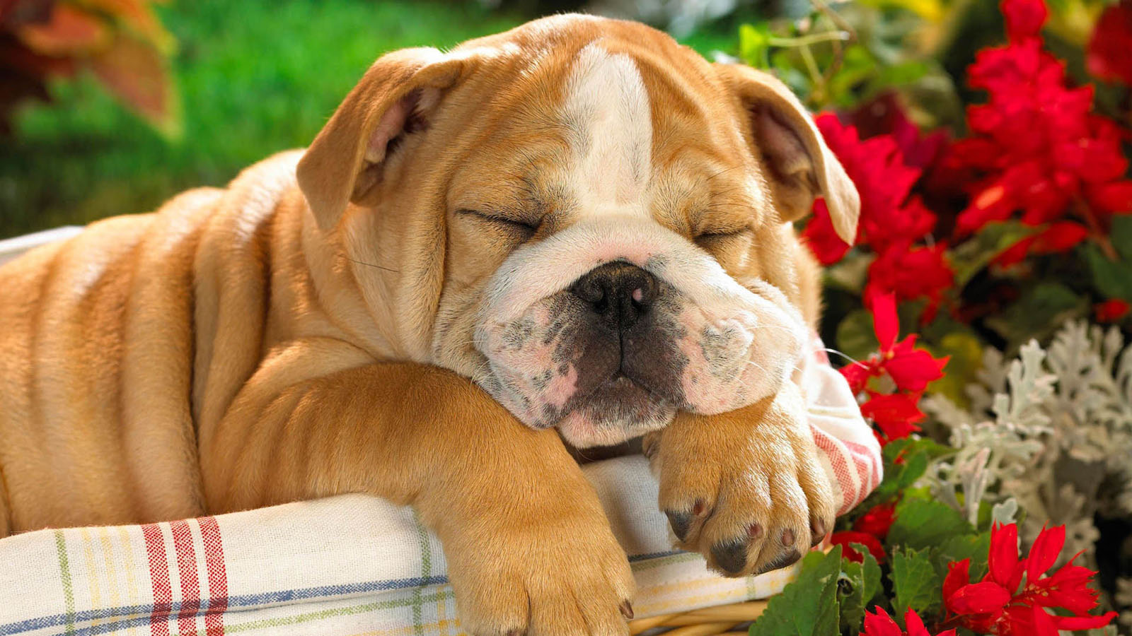 dog in dream wallpaper