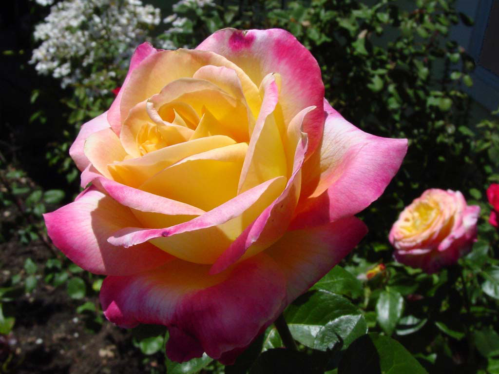double colored rose wallpaper