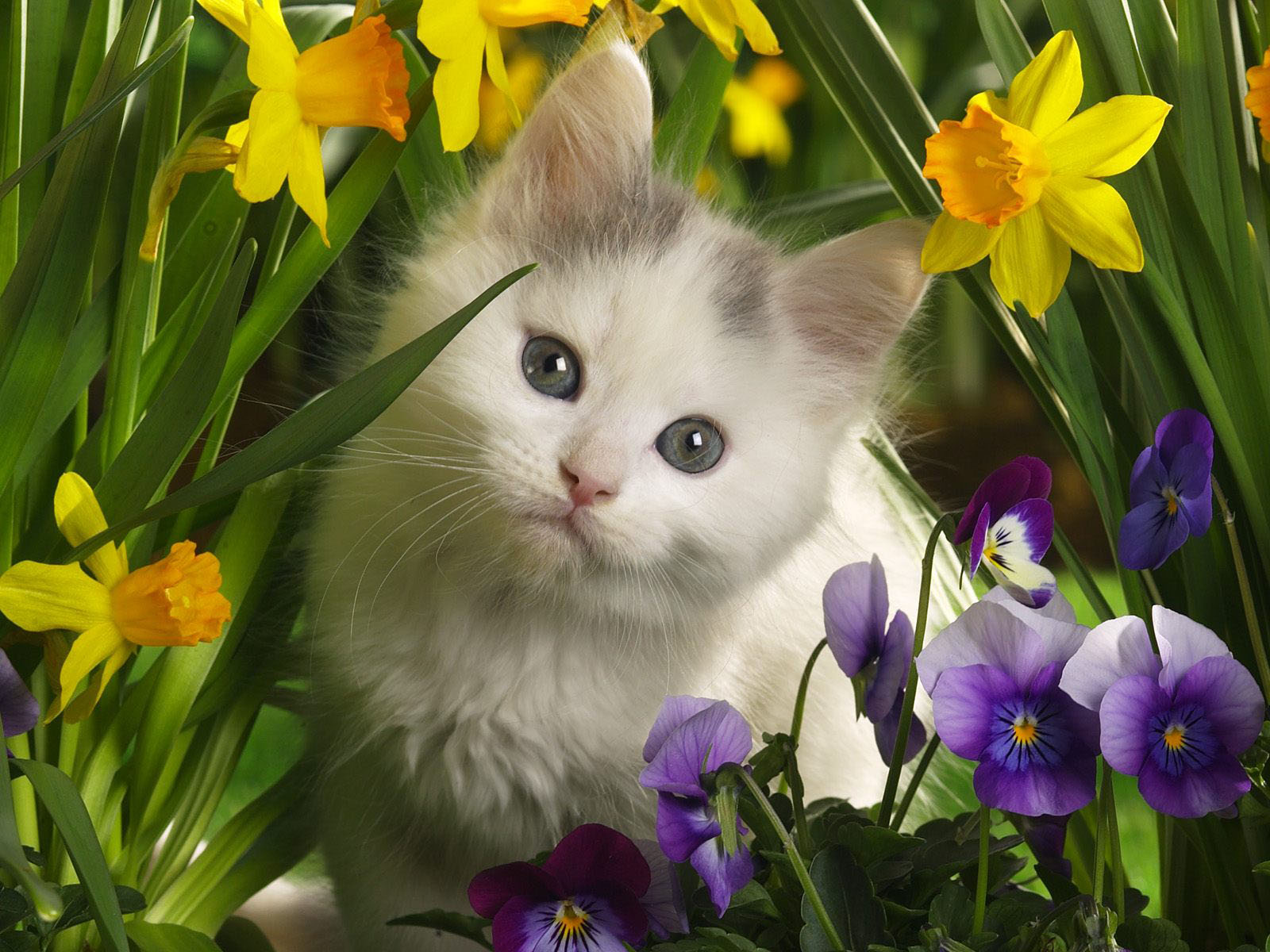 funny cat wallpaper