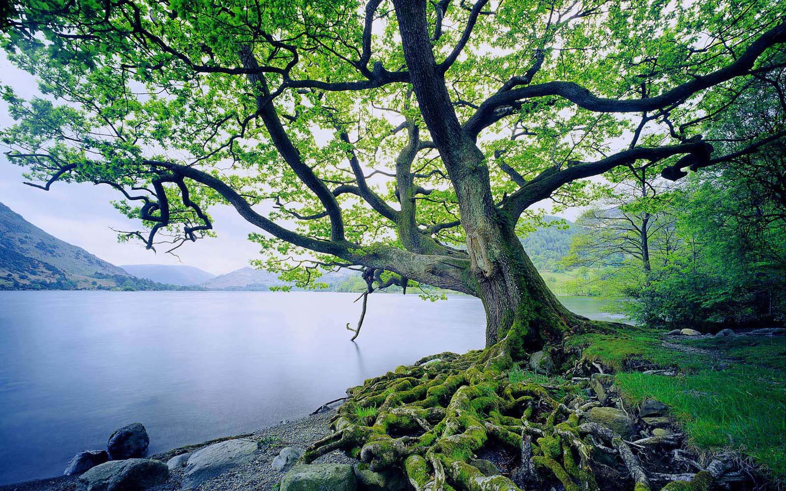oak tree wallpaper