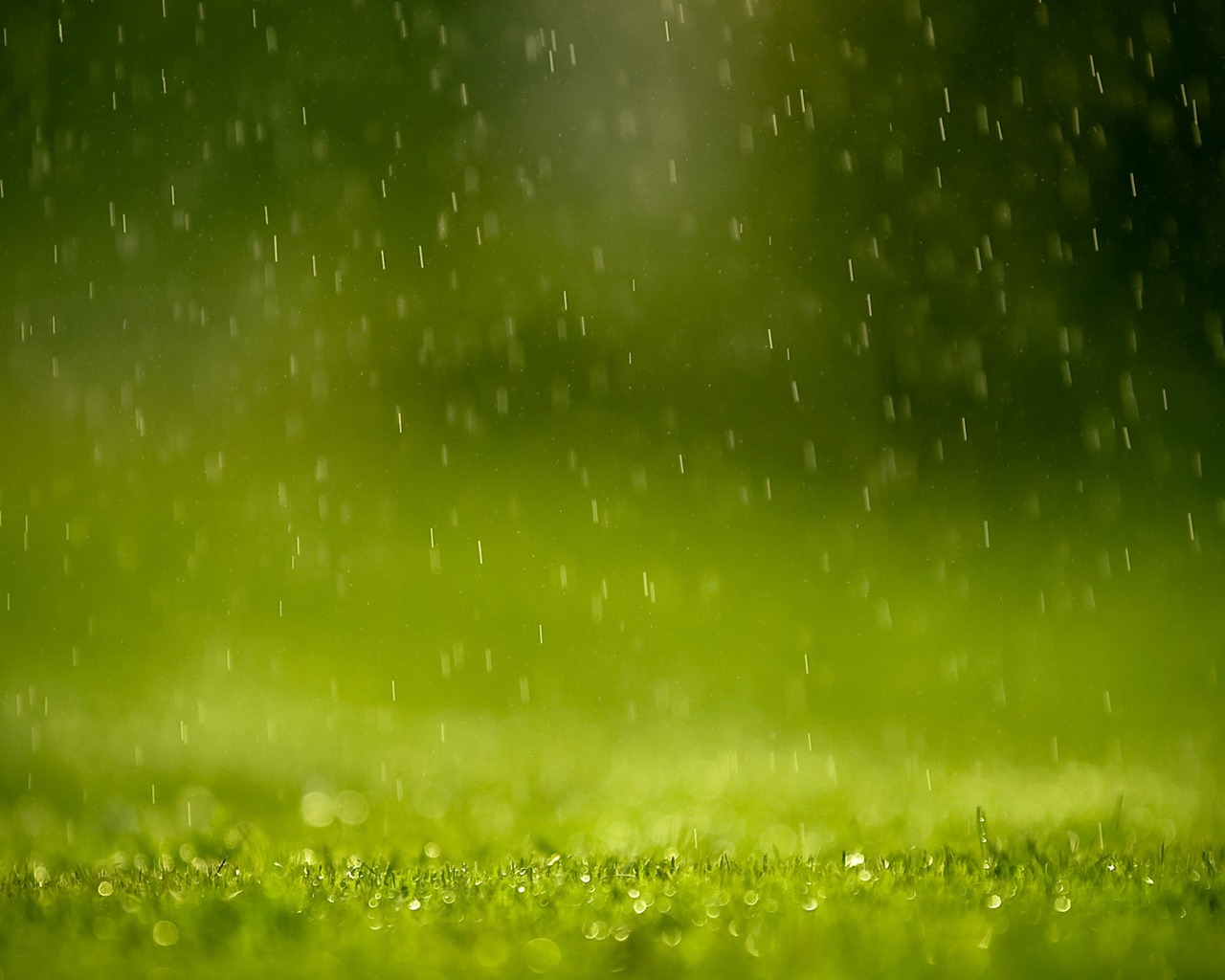 rain grass wallpaper