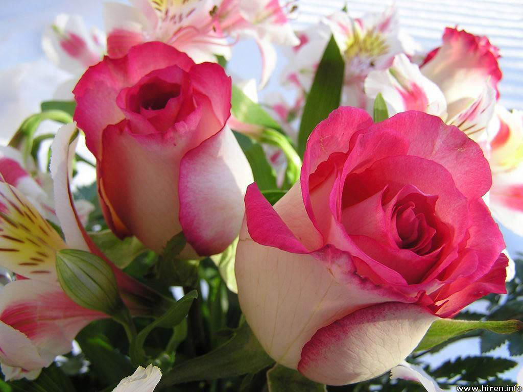 roses wallpaper