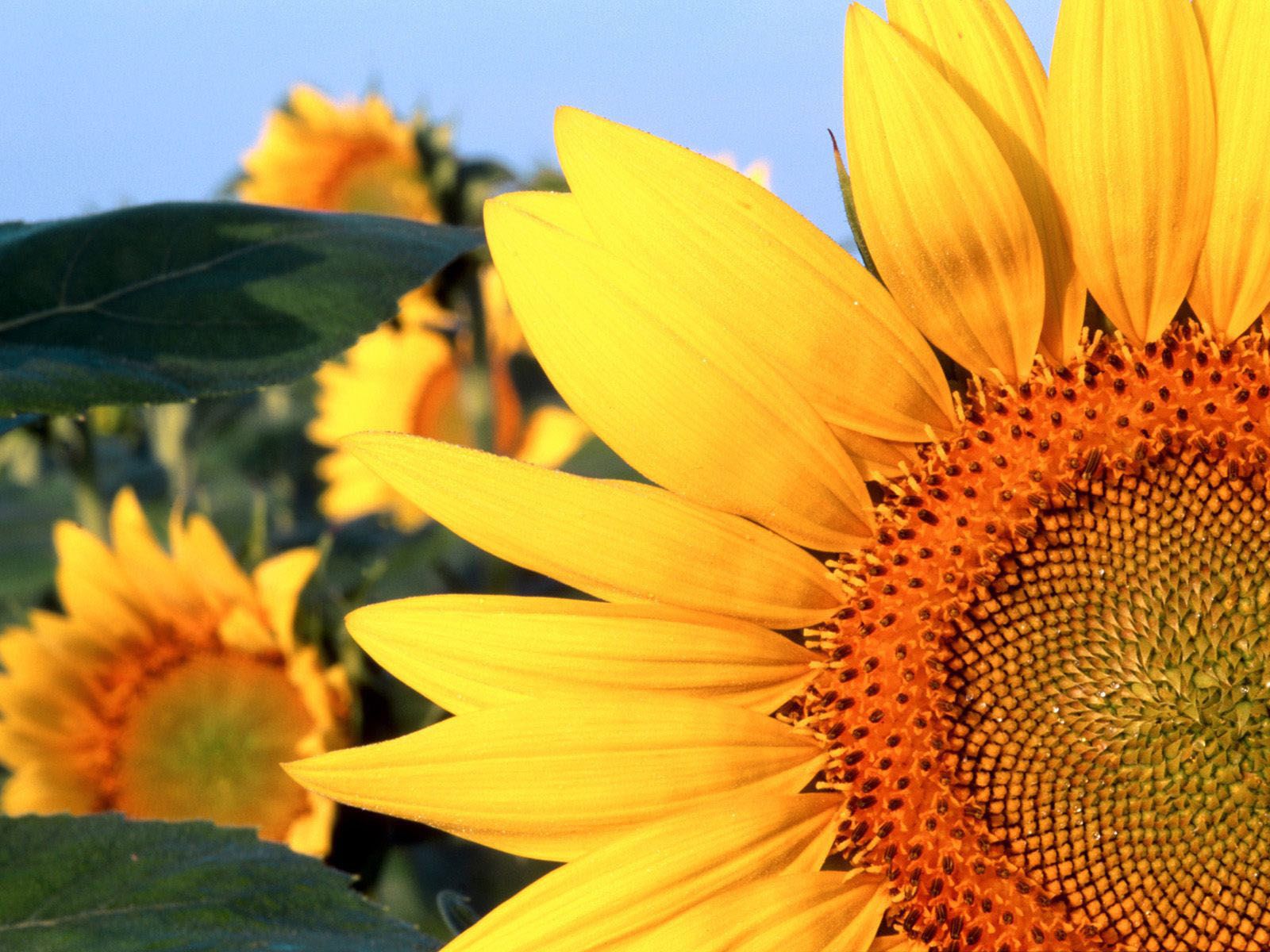 sunflower wallpaper