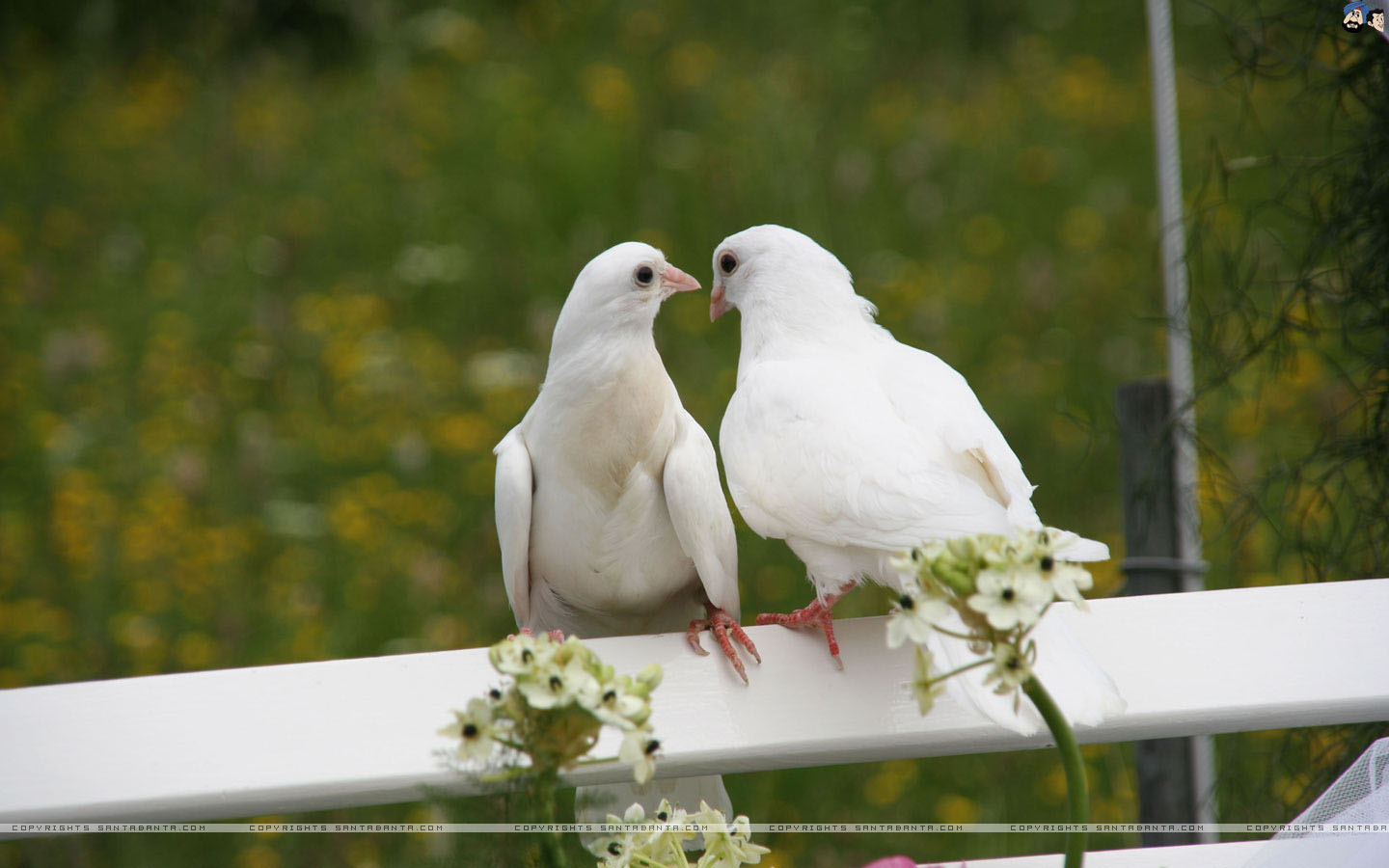 white pigeons wallpaper