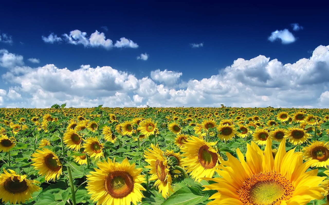 spring wallpaper 17
