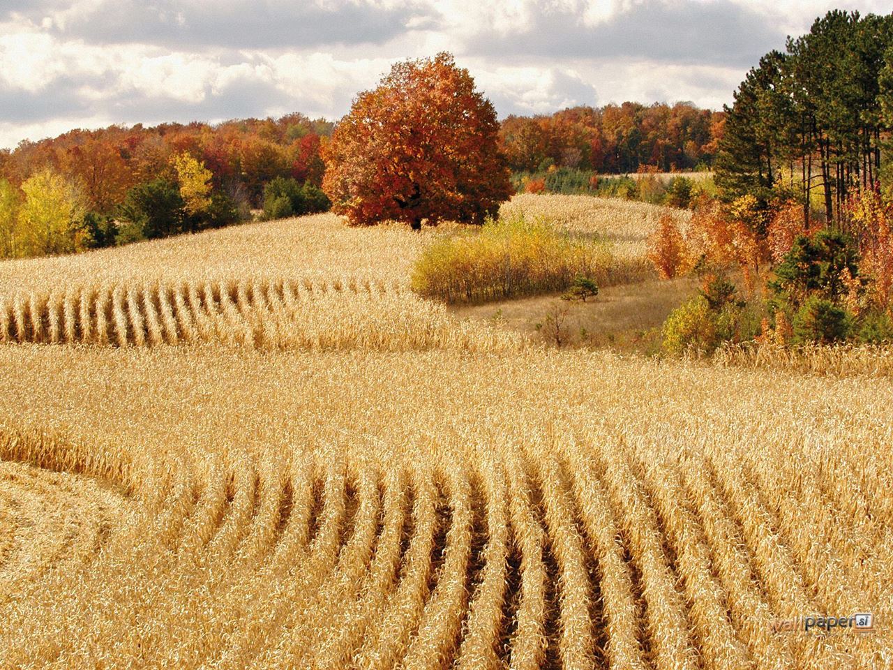 fall wallpaper 2