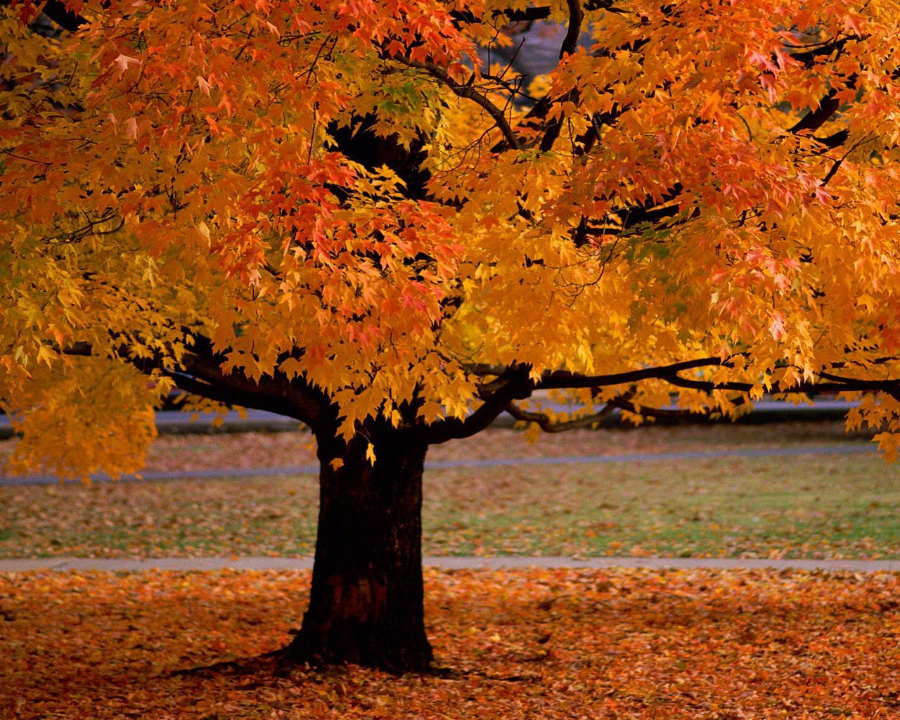 fall wallpaper