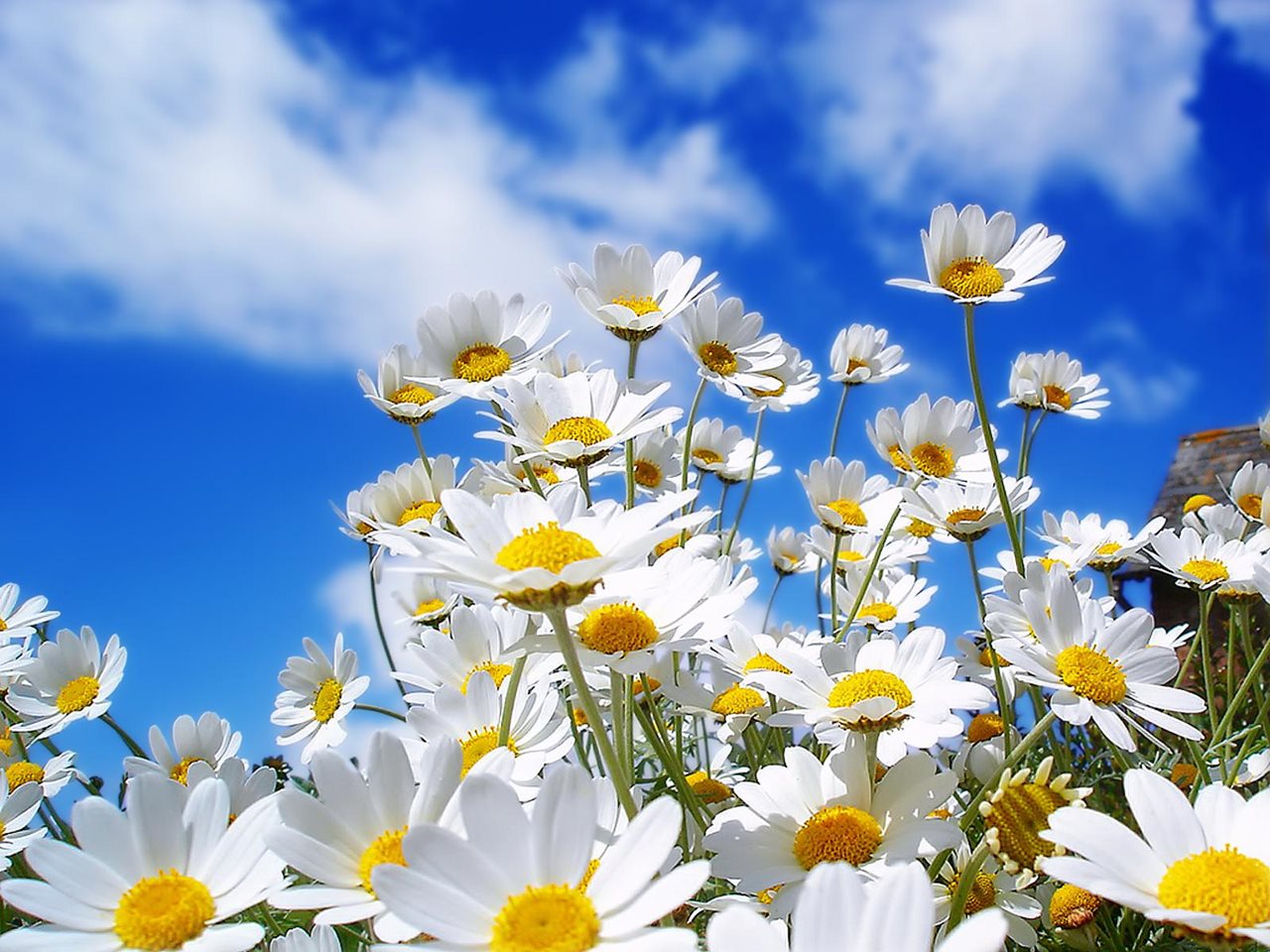 spring daisy wallpaper