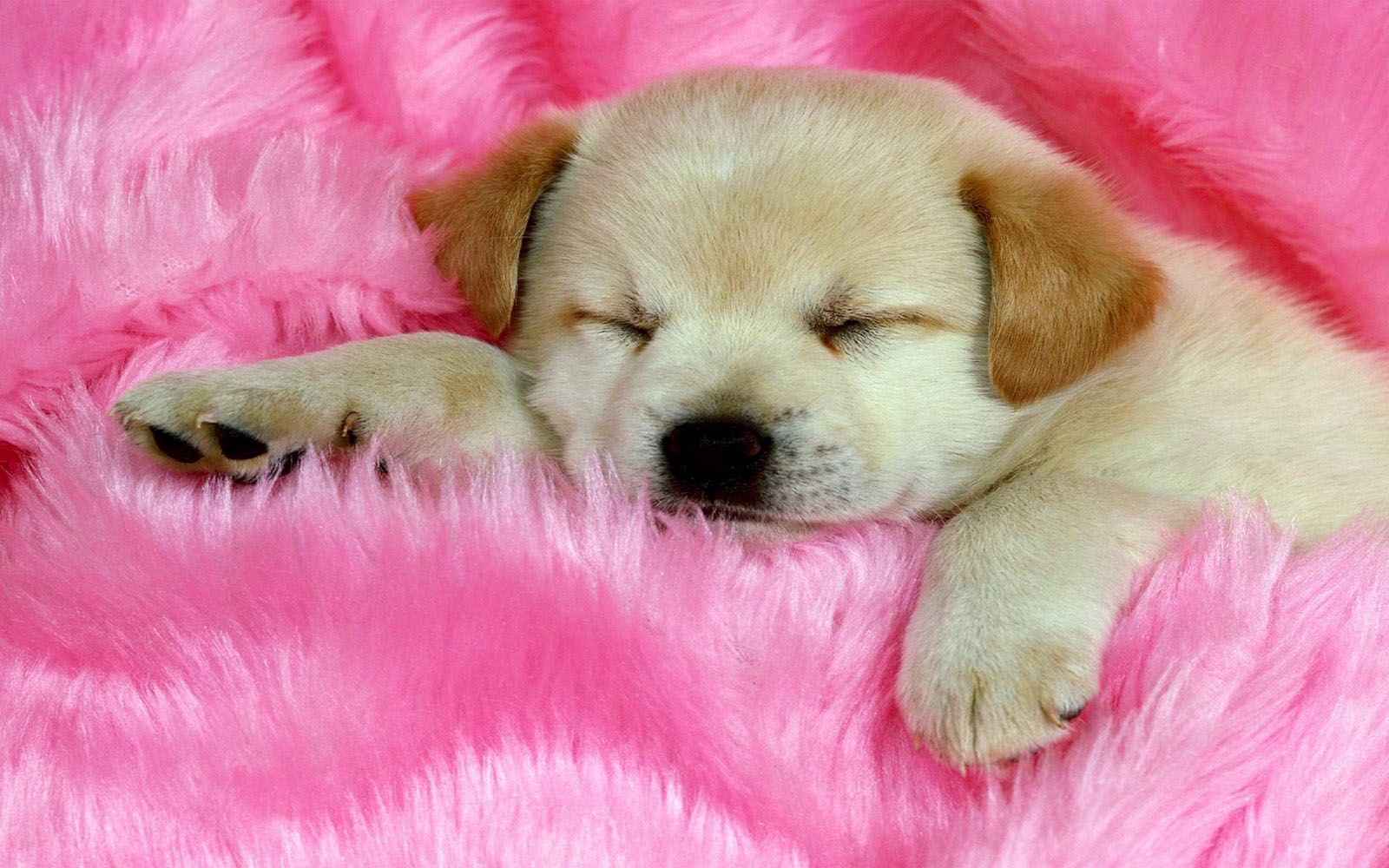 pink wallpaper 18