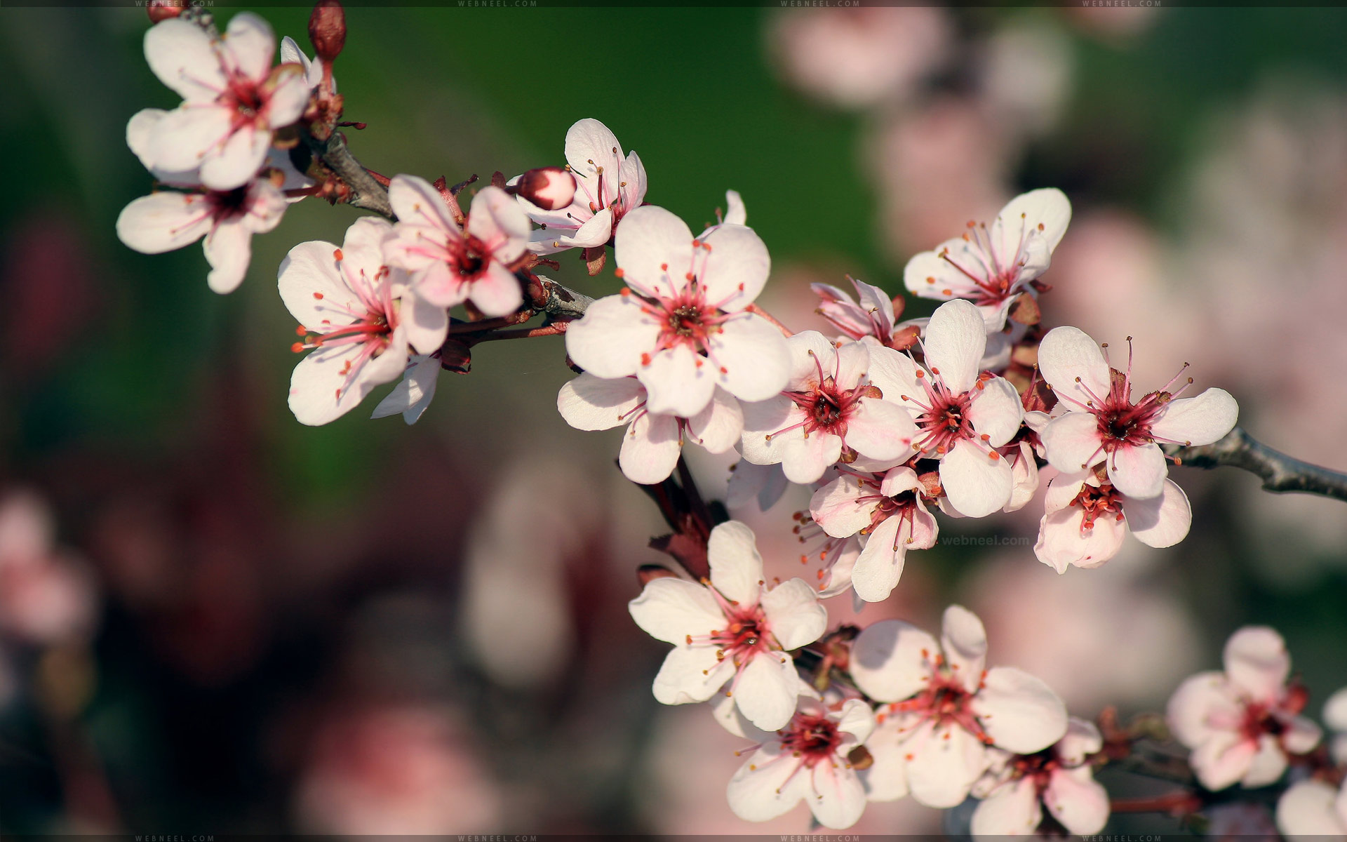 flower wallpaper beautiful hd by mrahman92 7