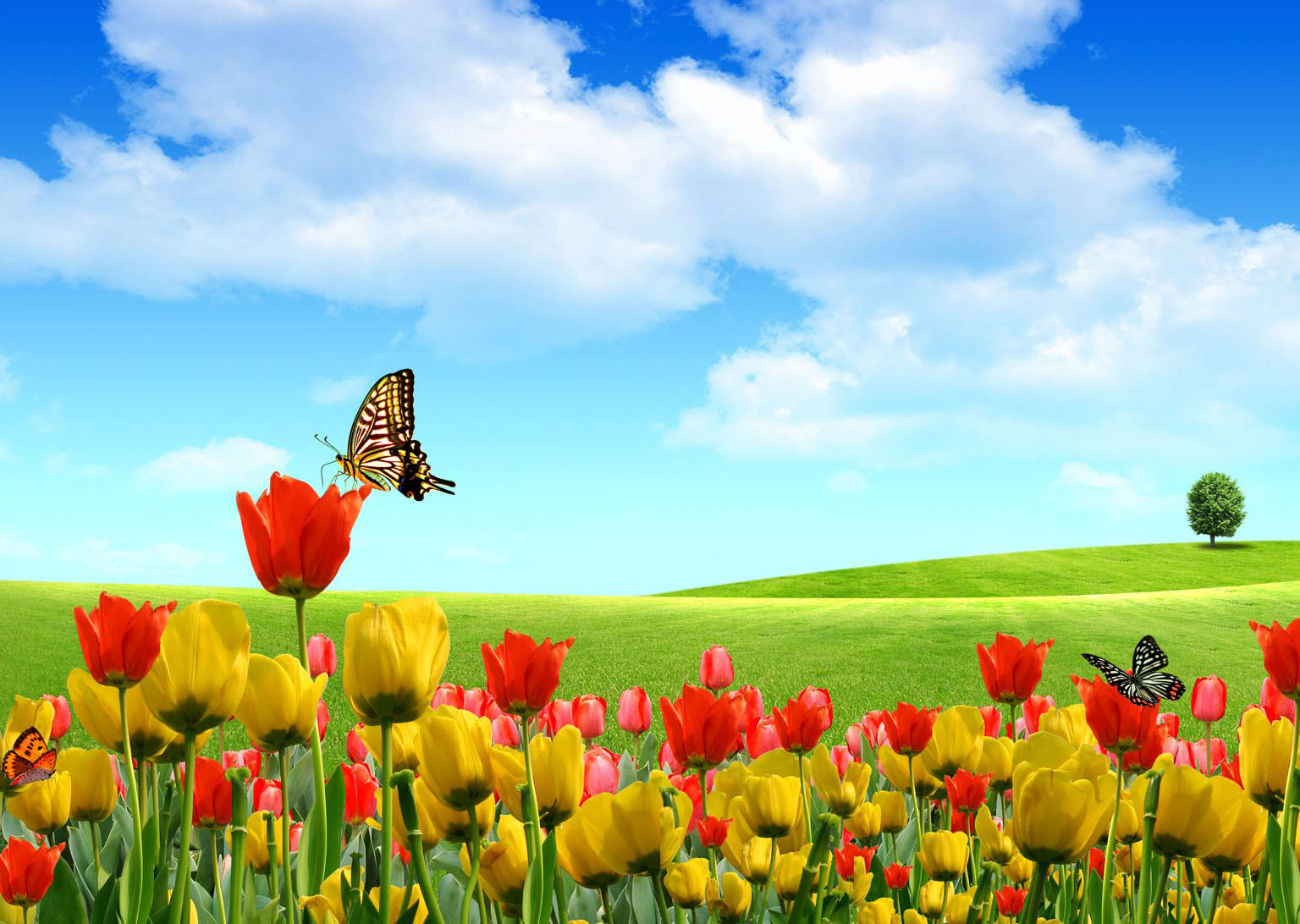 beautiful wallpaper 7
