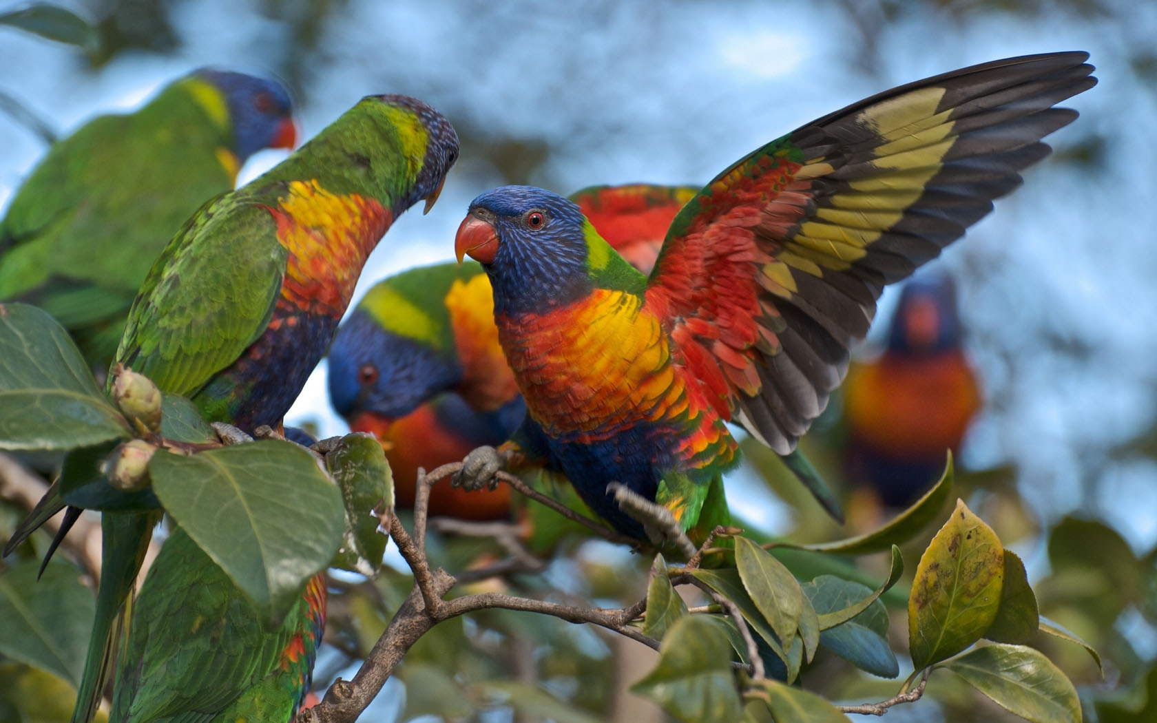 bird wallpaper 1