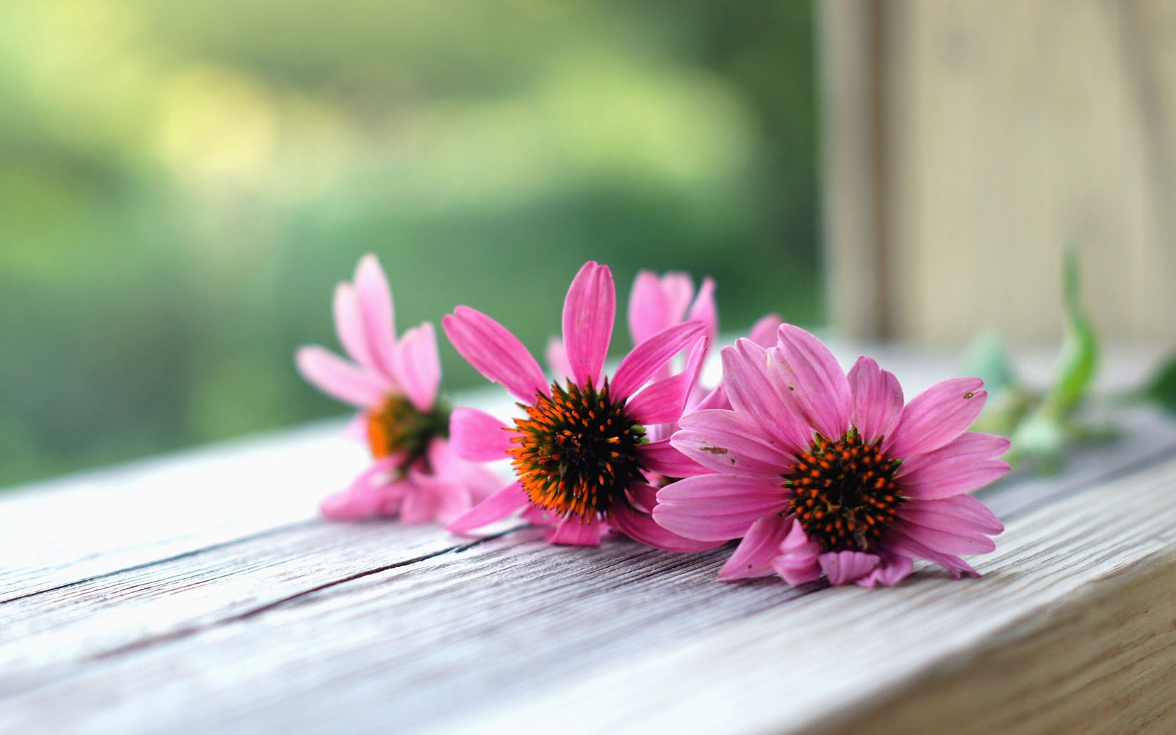pink wallpaper 10