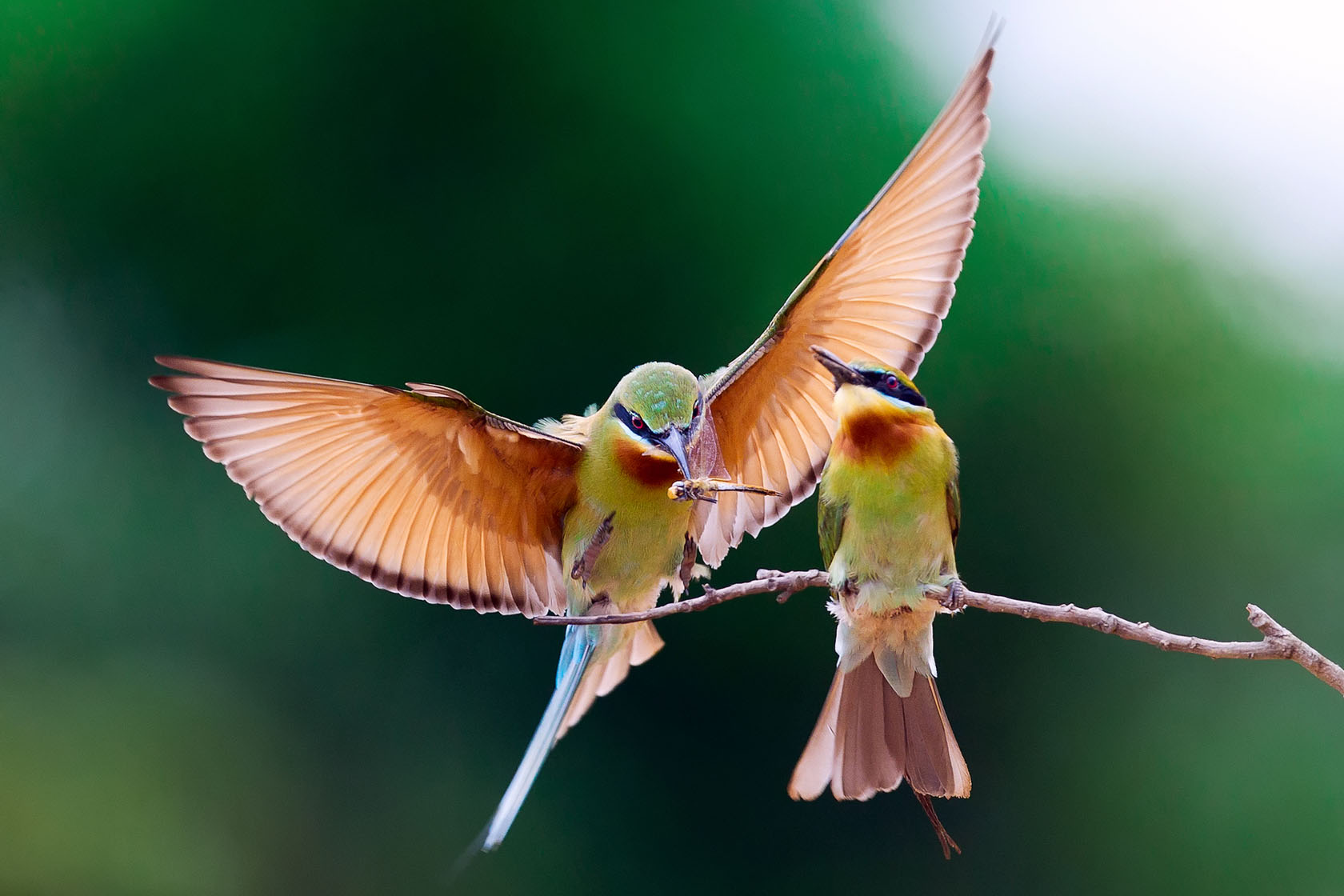bird wallpaper 12