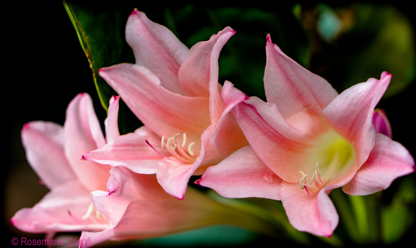 pink wallpaper by rosemarie crisafi 17