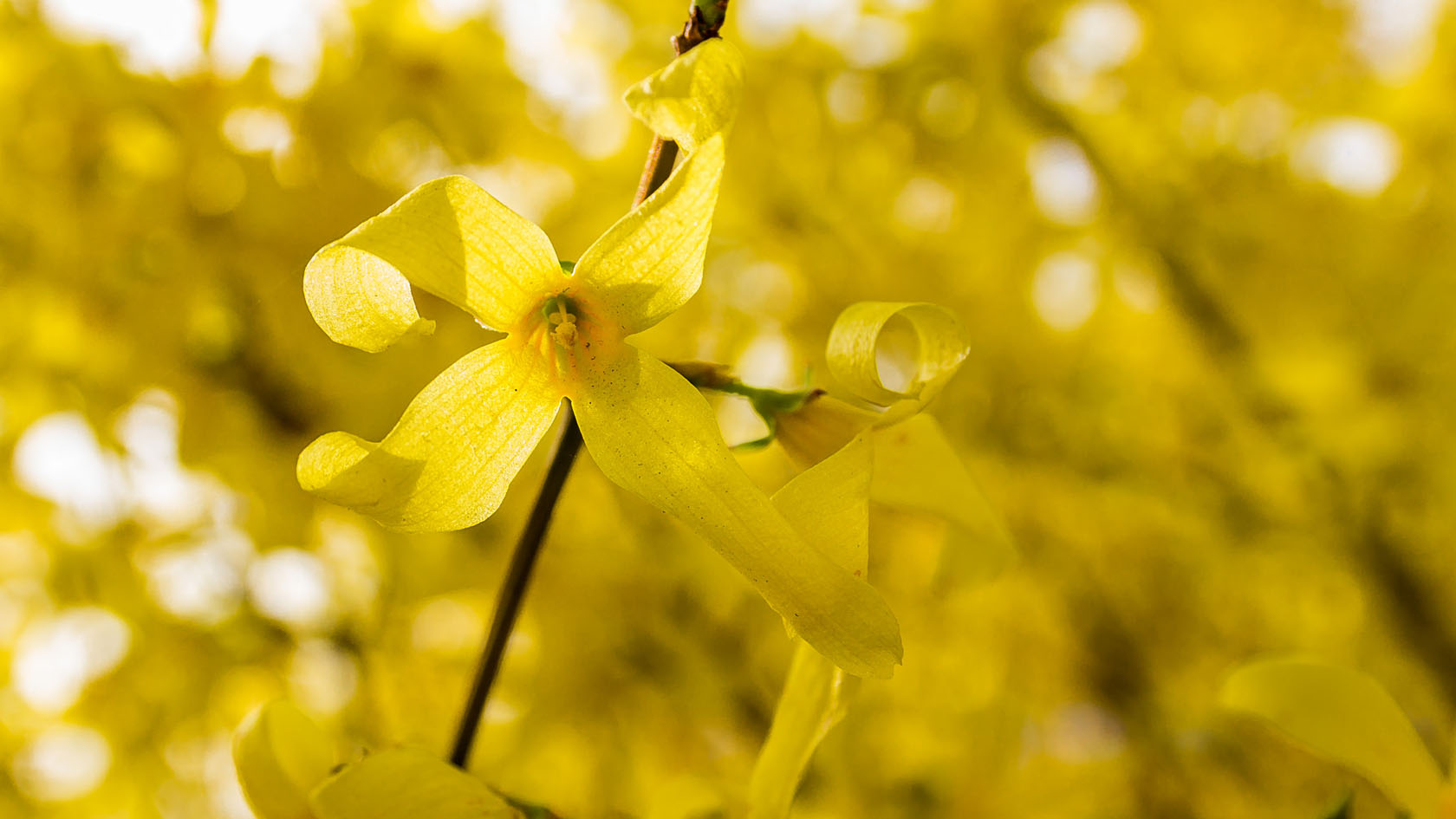 yellow wallpaper christian samacher 21