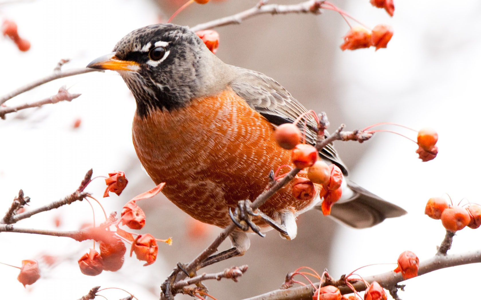 bird wallpaper 23