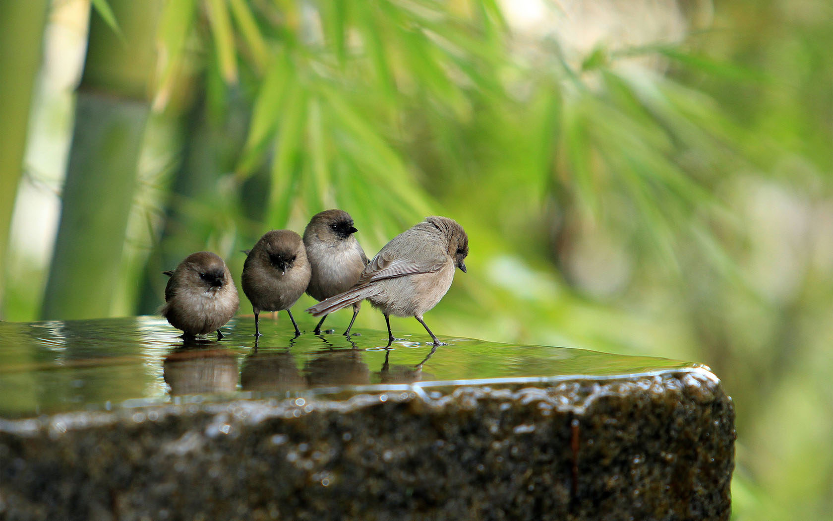 bird wallpaper 4