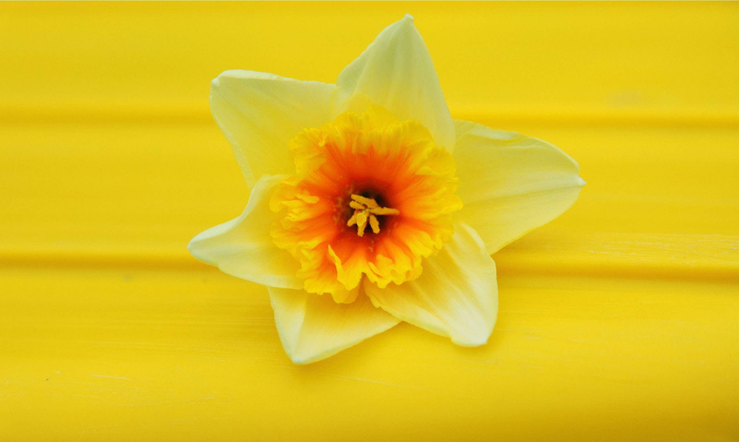 yellow wallpaper 4