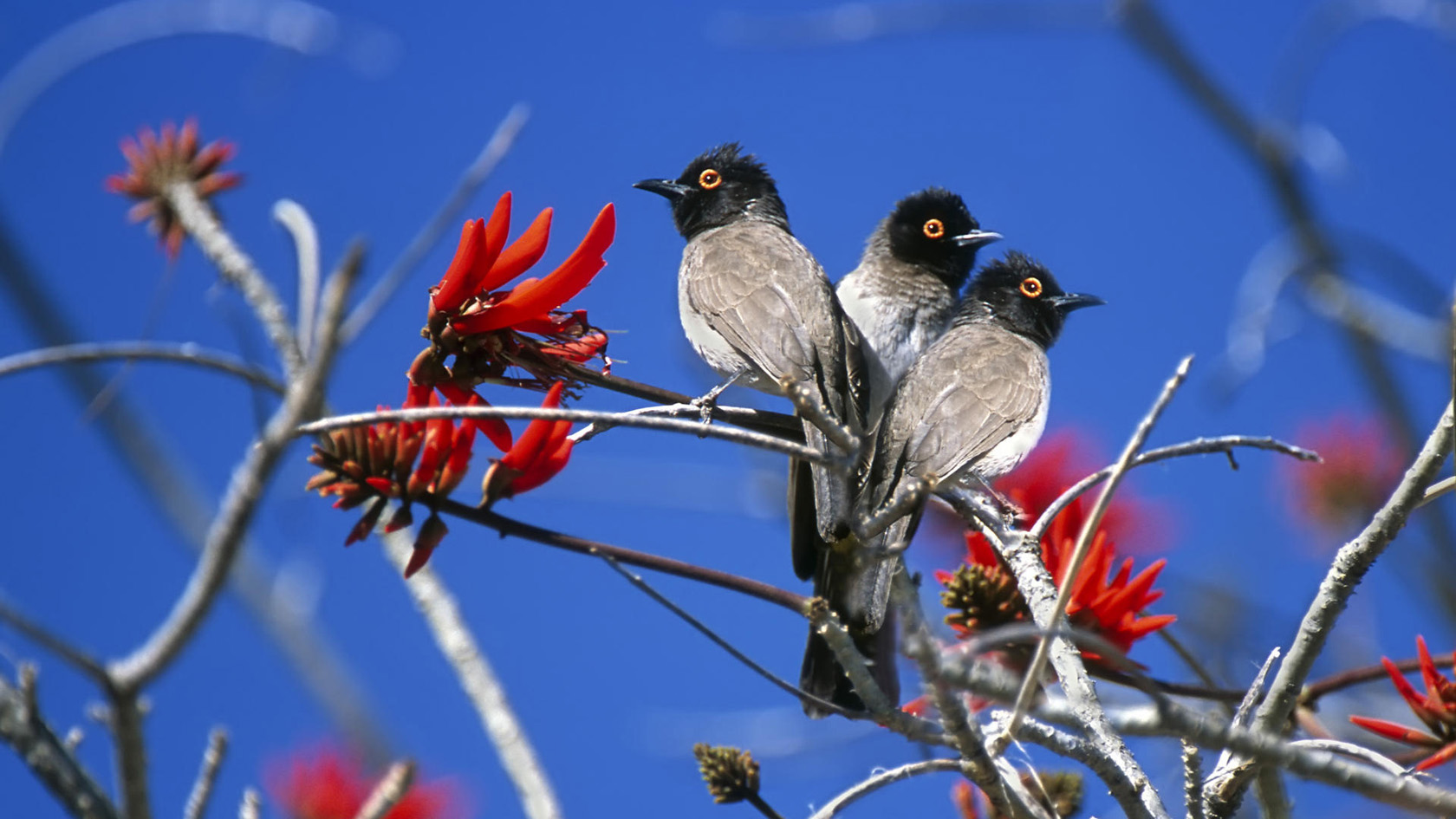 bird wallpaper 5