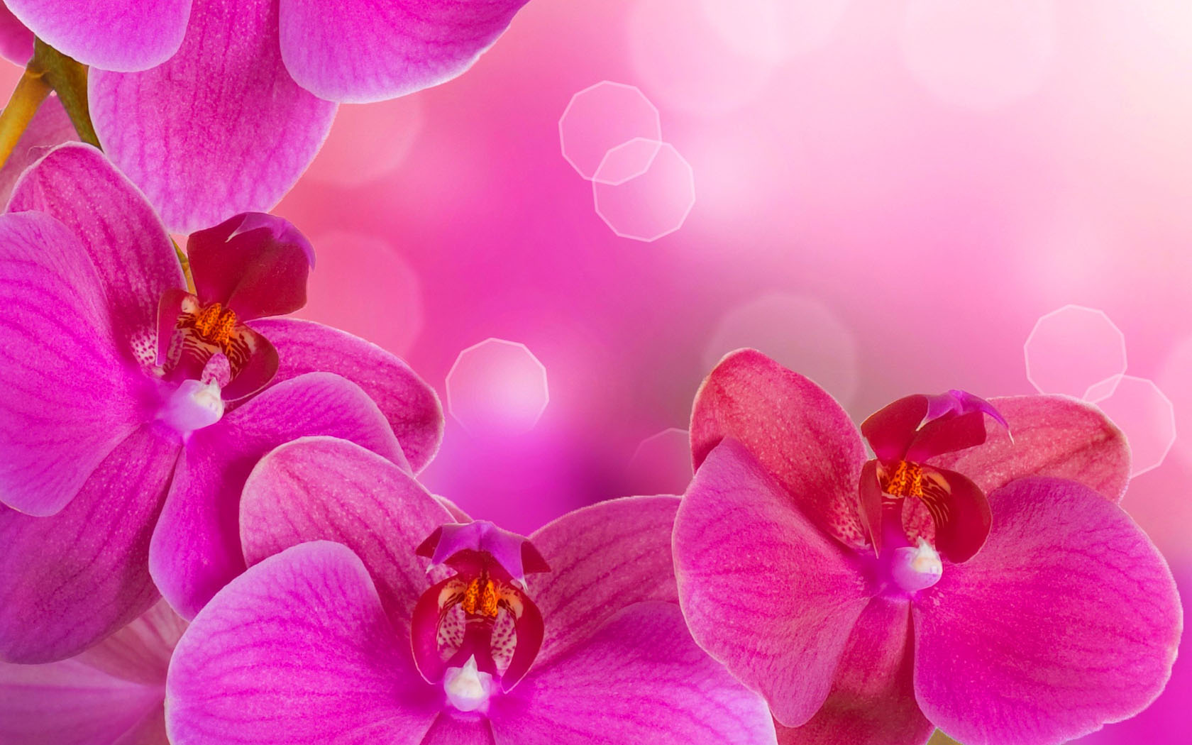 pink wallpaper 6