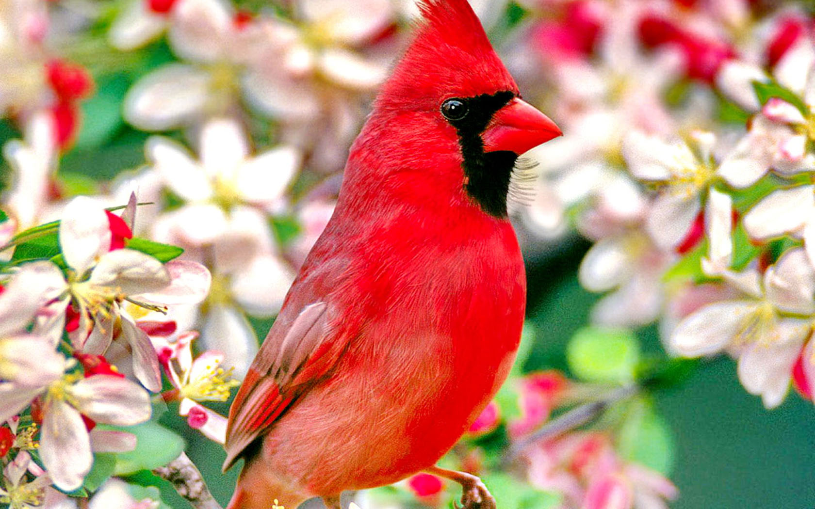 bird wallpaper 9