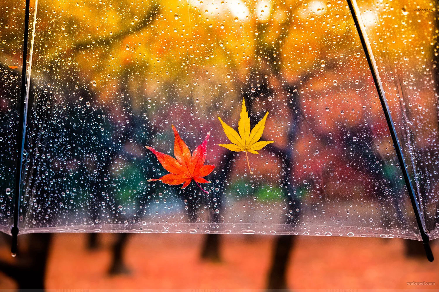 rain wallpaper by hikarunomikoto 1